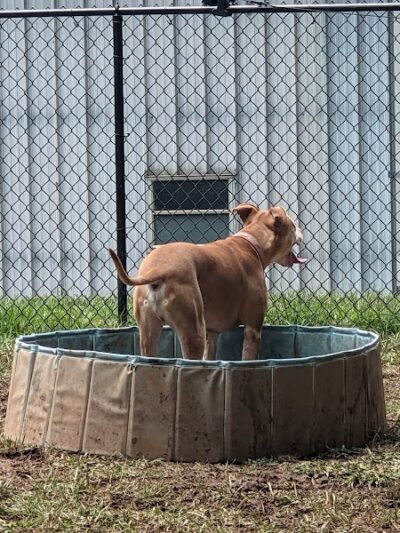 Plaza Midwood Neighborhood Association Dog Park