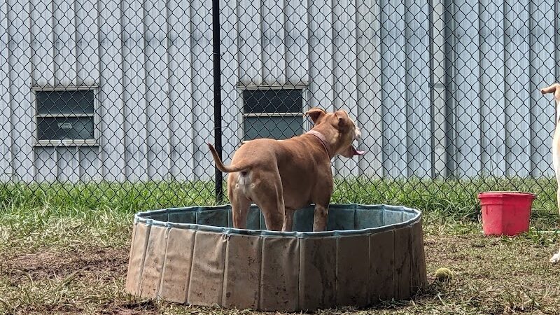 Plaza Midwood Neighborhood Association Dog Park