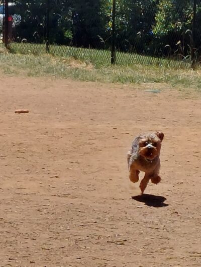 Plaza Midwood Neighborhood Association Dog Park