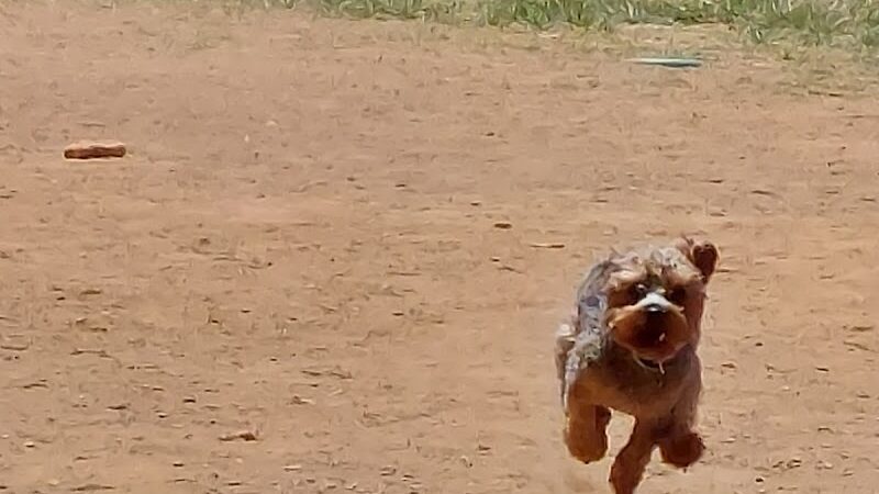 Plaza Midwood Neighborhood Association Dog Park