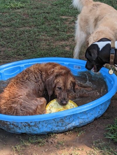 Plaza Midwood Neighborhood Association Dog Park