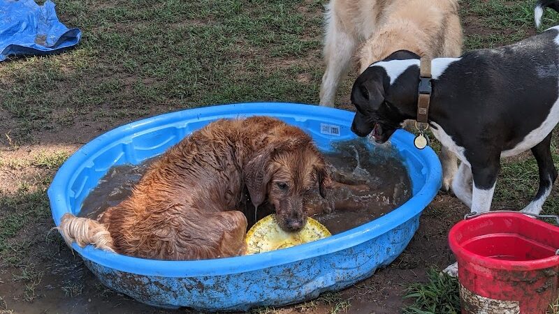 Plaza Midwood Neighborhood Association Dog Park