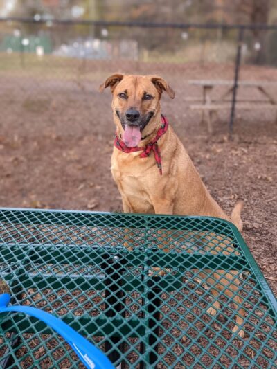 Plaza Midwood Neighborhood Association Dog Park