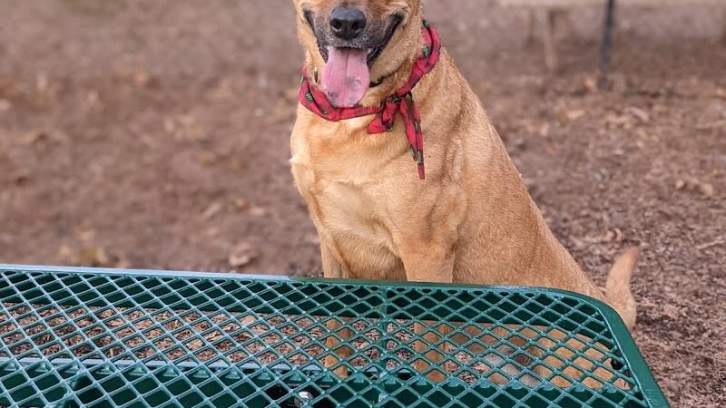 Plaza Midwood Neighborhood Association Dog Park