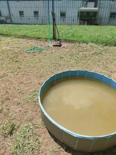 Plaza Midwood Neighborhood Association Dog Park