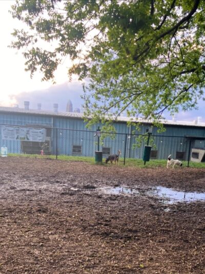 Plaza Midwood Neighborhood Association Dog Park