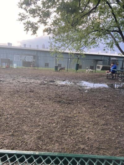 Plaza Midwood Neighborhood Association Dog Park