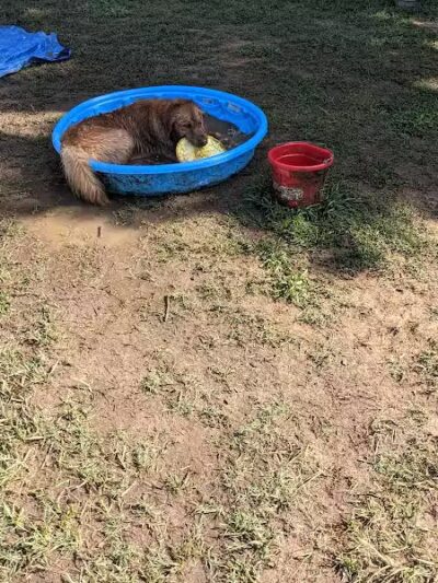 Plaza Midwood Neighborhood Association Dog Park
