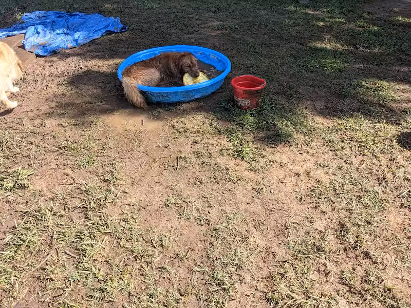 Plaza Midwood Neighborhood Association Dog Park