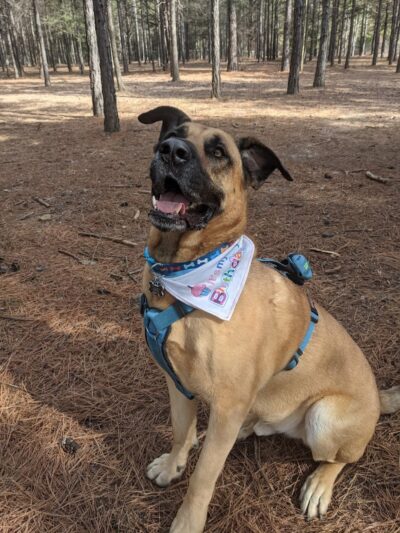 Shuffletown Dog Park