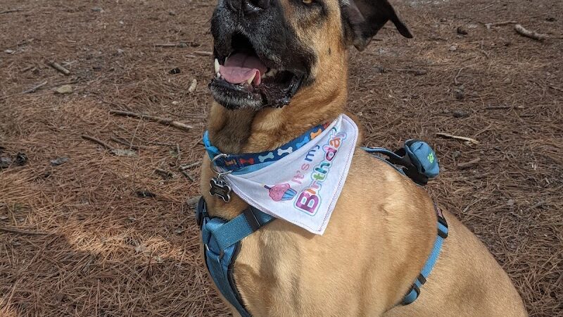 Shuffletown Dog Park