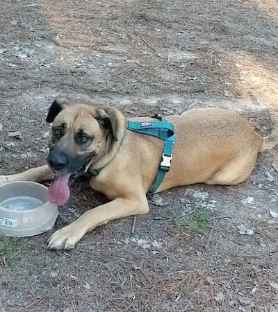 Shuffletown Dog Park