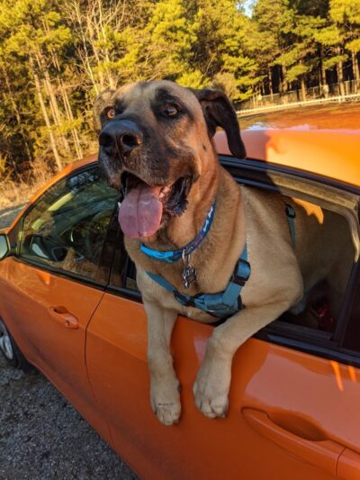 Shuffletown Dog Park