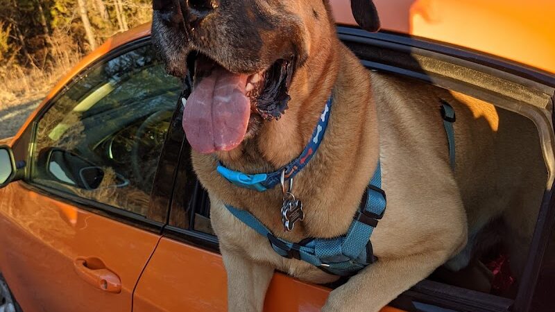 Shuffletown Dog Park