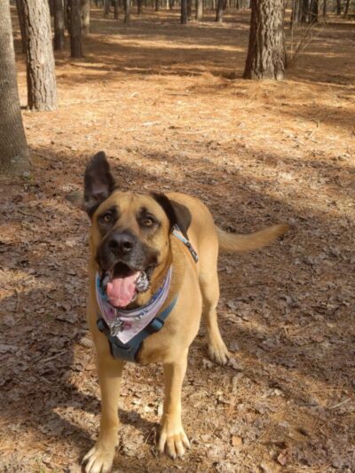 Shuffletown Dog Park