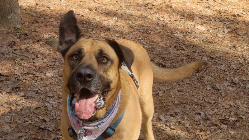 Shuffletown Dog Park