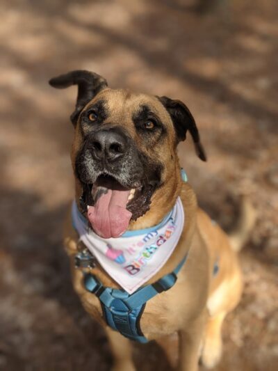 Shuffletown Dog Park