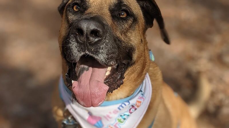 Shuffletown Dog Park