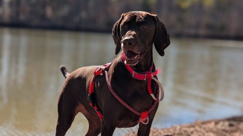 Whitewater Center Off Leash