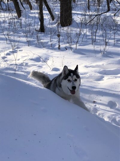 Chaska Dog Park - Chaska, MN