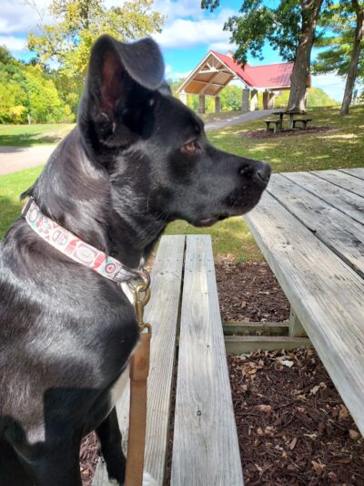 Chaska Dog Park - Chaska, MN