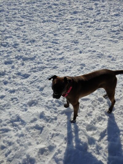 Chaska Dog Park - Chaska, MN