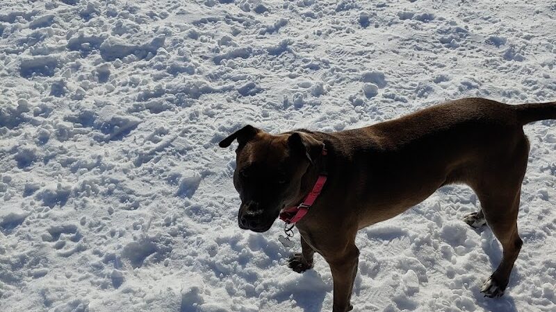 Chaska Dog Park - Chaska, MN