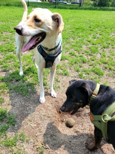 Chaska Dog Park - Chaska, MN