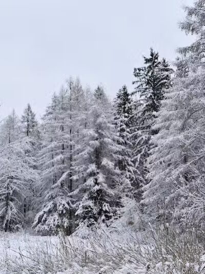 Borden's - Chatham, NY