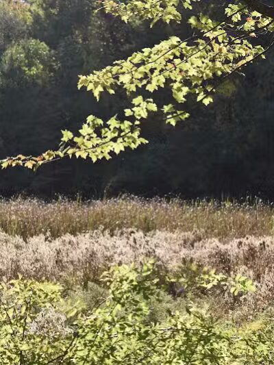 Borden's - Chatham, NY