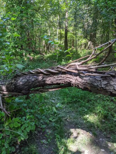 Borden's - Chatham, NY