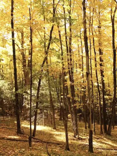 Borden's - Chatham, NY