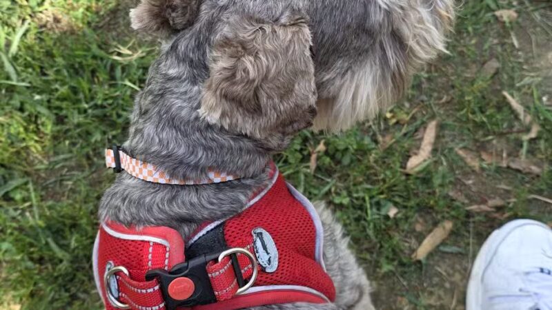 Chattanooga Chew Chew Canine Park - Chattanooga, TN