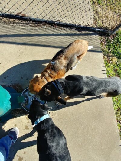 Chattanooga Chew Chew Canine Park - Chattanooga, TN