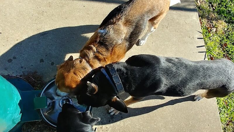 Chattanooga Chew Chew Canine Park - Chattanooga, TN