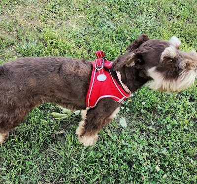 Chattanooga Chew Chew Canine Park - Chattanooga, TN