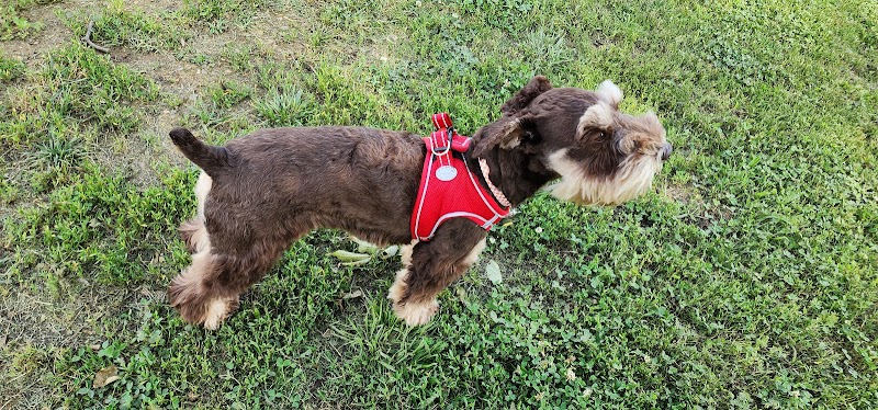 Chattanooga Chew Chew Canine Park - Chattanooga, TN