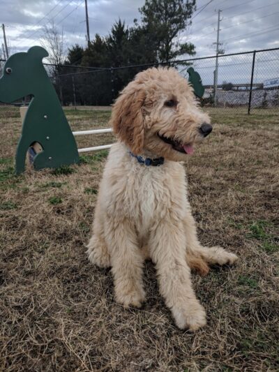 Chattanooga Chew Chew Canine Park - Chattanooga, TN