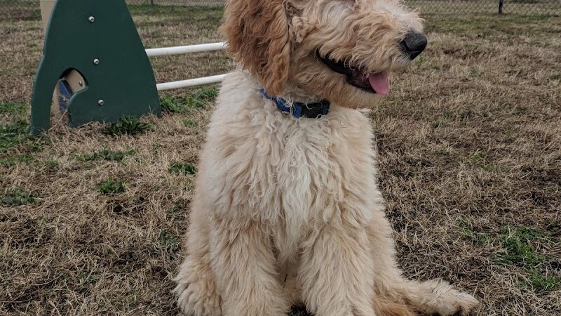 Chattanooga Chew Chew Canine Park - Chattanooga, TN