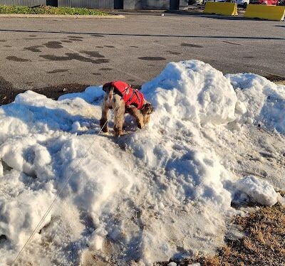 Chattanooga Chew Chew Canine Park - Chattanooga, TN