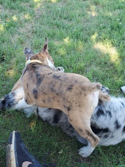 Chattanooga Chew Chew Canine Park - Chattanooga, TN