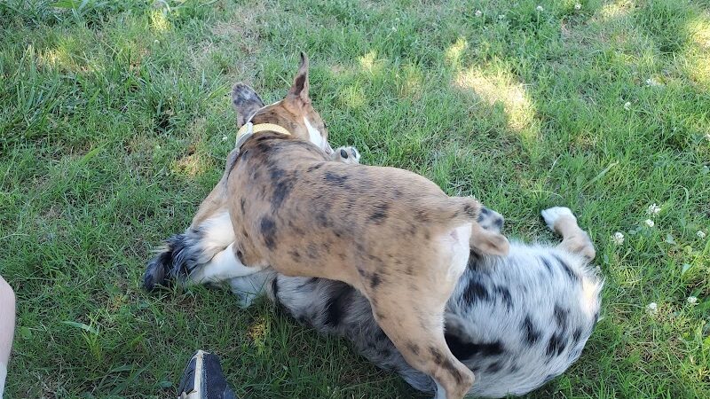 Chattanooga Chew Chew Canine Park - Chattanooga, TN