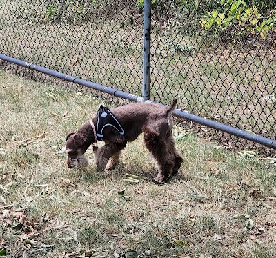 Chattanooga Chew Chew Canine Park - Chattanooga, TN