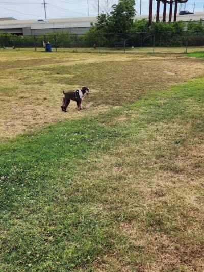 Chattanooga Chew Chew Canine Park - Chattanooga, TN