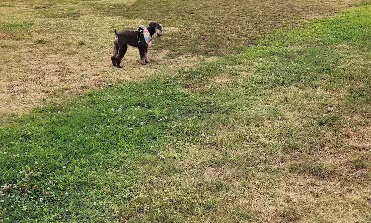 Chattanooga Chew Chew Canine Park - Chattanooga, TN