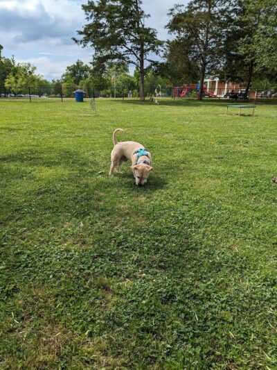 Heritage Park Dog Park Off-Leash - Chattanooga, TN
