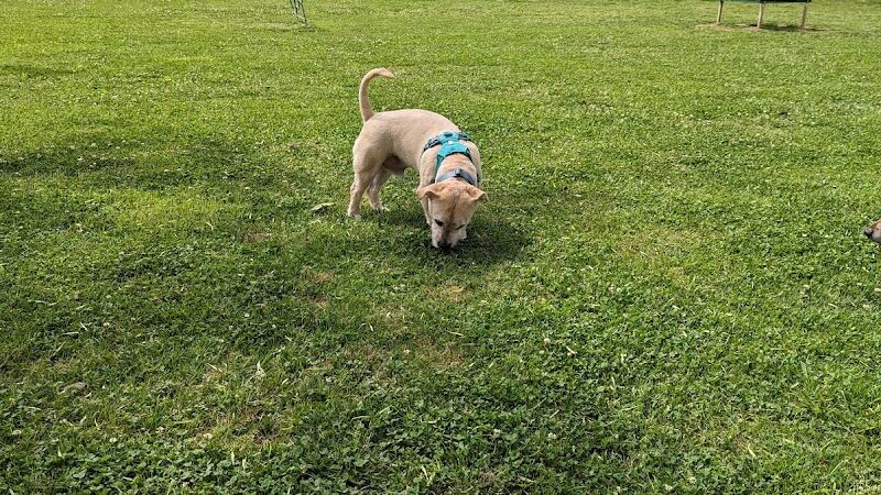 Heritage Park Dog Park Off-Leash - Chattanooga, TN