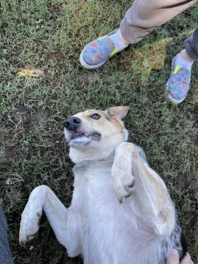 Heritage Park Dog Park Off-Leash - Chattanooga, TN