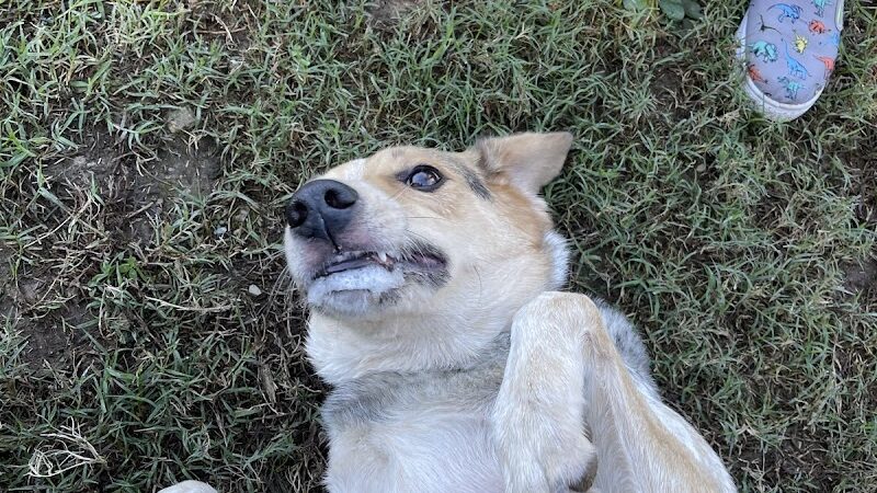 Heritage Park Dog Park Off-Leash - Chattanooga, TN