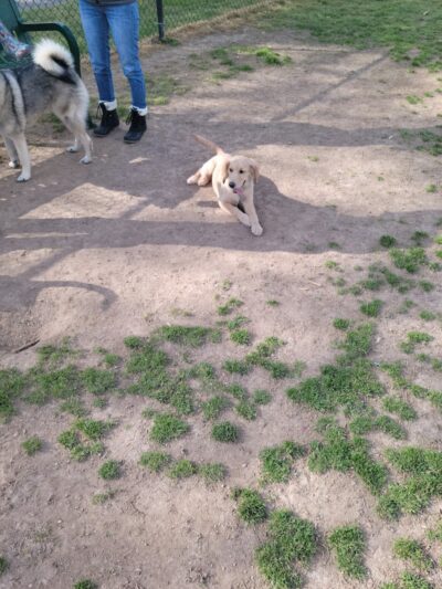 Heritage Park Dog Park Off-Leash - Chattanooga, TN